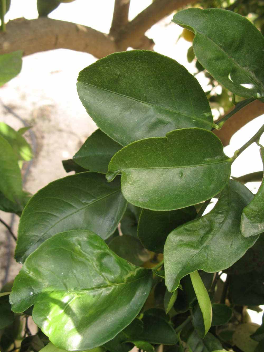            Shade leaves (Winter Haven, FL)   